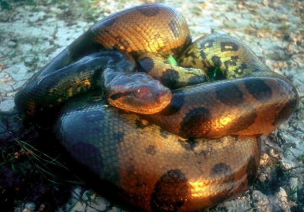 У хащах Амазонії виявили новий вид гігантських змій