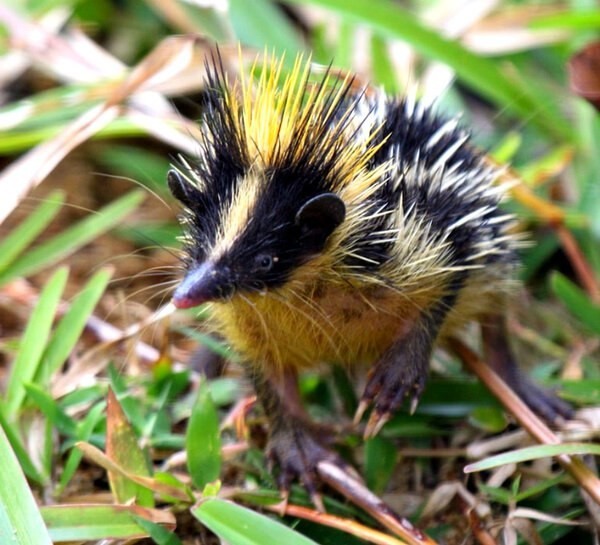 Щось середнє між дикобразом, їжаком і бджолою: Хто такий смугастий тенрек і де він живе