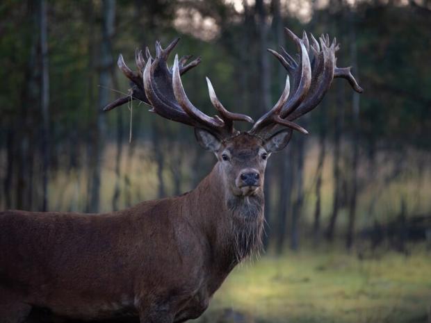 Унікального оленя-рекордсмена Руні вбили не браконьєри: Власник екопарку поділився своїми підозрами