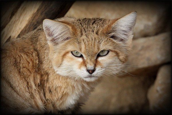 Гавкає, як собака, і живе тільки в пустелі: Вчені розповіли про найзагадковішу кішку