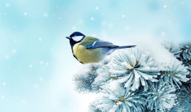 Народні прикмети на 1 лютого.  Який чай спрадавна заварювати українці на Макарів день, аби забезпечити собі здоров’я на весь рік