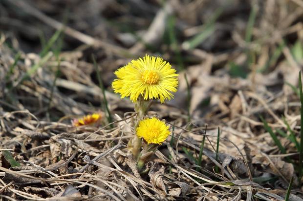 Народні прикмети на 18 березня. Яких забобонів українці дотримувались цього дня, щоб не накликати бідності