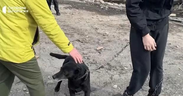 Песик важко переживає втрату: Росіяни убили подружжя у Запоріжжі, улюбленець загиблих не відходить від місця трагедії (відео)