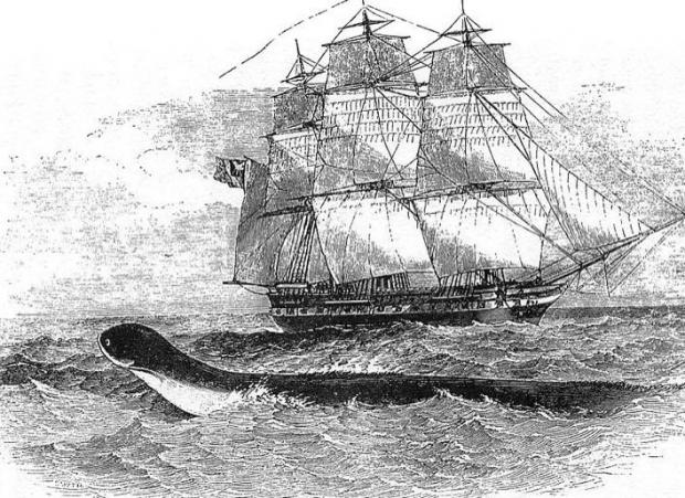 Лякалки про чудовиськ, які топлять кораблі, виявились не порожнім міфом: Біологи з'ясували, що за гіганти атакували давніх мореплавців, котрі мали нещастя потурбувати володарів океану