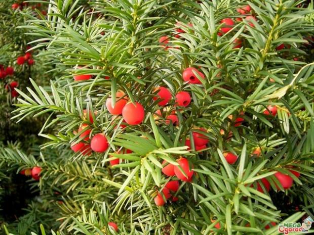 Рідкісна краса притягує очі і руки: Одна з найотруйніших рослин України, яку прозвали “деревом смерті”