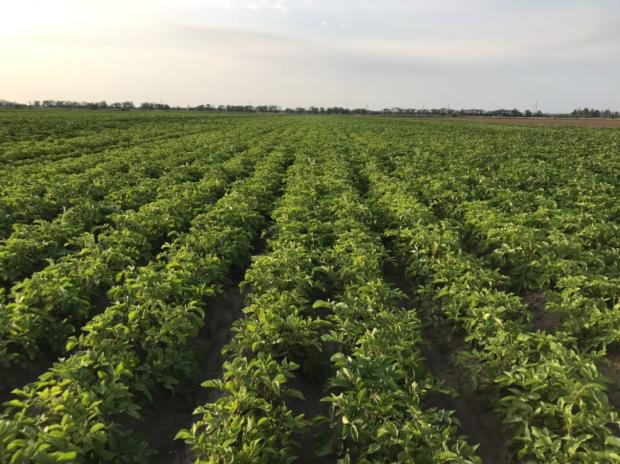 Дачникам на замітку! Що посадити поряд з картоплею, щоб відлякати колорадського жука